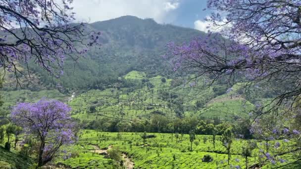 Gyönyörű Zöld Táj Munnar Tea Ültetvények Kerala Dél India — Stock videók