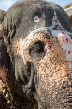Jambukeswarar 'daki Esir Fil Akhilandeswari Tapınağı, Tiruchirappalli, Tamil Nadu, Hindistan