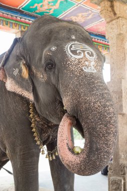 Adi Kumbeswarar tapınağında tutsak fil, Kumbakonam, Tamil Nadu, Hindistan