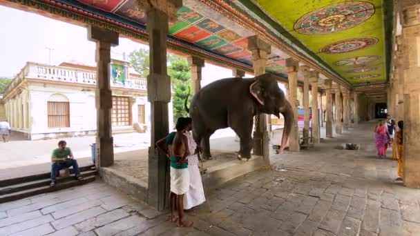 2022年3月15日在印度泰米尔纳德邦Kumbakonam的Adi Kumbeswarar神庙捕获大象 — 图库视频影像