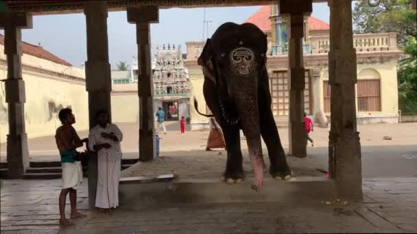 Kumbakonam Tamil Nadu Indien Mars 2022 Elefant Fångenskap Vid Adi — Stockvideo