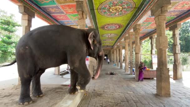 Kumbakonam Tamil Nadu India Marzo 2022 Elefante Prigioniero Nel Tempio — Video Stock