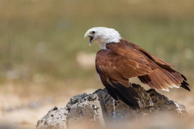 Brahminy uçurtması, Dhanushkodi, Tamilnadu, Hindistan 'daki yırtıcı kuş. Specie Haliastur Endüstri