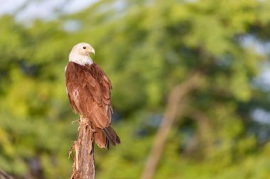Dhanushkodi, Tamilnadu, Hindistan 'da yaşayan bir kuş olan Brahminy Uçurtmasının güzelliği.