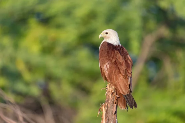 Die Schönheit Des Brahminy Kite Eines Endemischen Vogels Der Dhanushkodi — Stockfoto