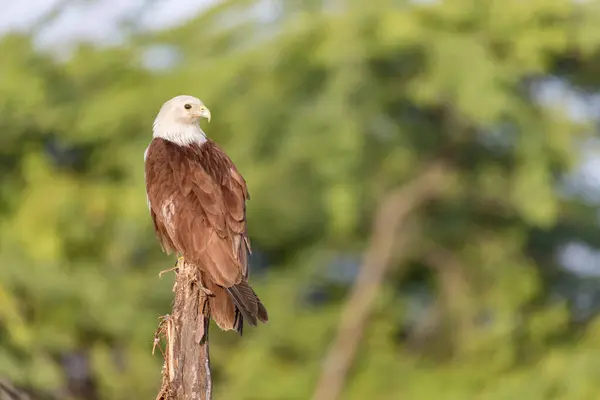 Knapheid Van Brahminy Kite Welk Een Endemische Vogel Die Woont — Stockfoto