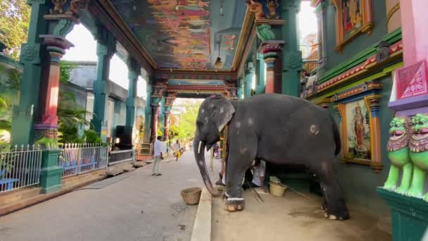 Puducherry India Marzo 2022 Elefante Del Templo Bendiciones Los Devotos — Vídeo de stock