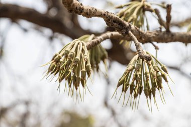 Madhuca Longifolia meyvesi ve çiçekleri vahşi doğaya