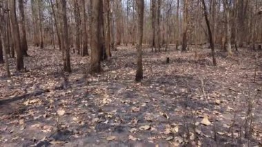 Tirathgarh şelalesi Kanger Vadisi Ulusal Parkı 'nda yer almaktadır. Jagdalpur Chattisgarh, Hindistan