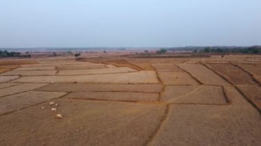 Arazinin kuru arazilerinin havadan görünüşü tarımsal iş konsepti olgunlaşan çavdar tarlası mavi gökyüzüne karşı. Tahıl hasadı yazın olgunlaşır. Ekolojik olarak temiz buğday. Chattisgarh, Hindistan 'da yemek yetiştir.
