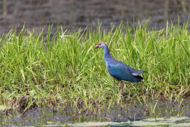 Gri başlı bataklık ya da Odisha 'daki Hindistan' dan mor bataklık..