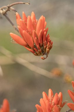 Erythrina Bölgesi, Corky Mercan Ağacı Batı Ghat 'larının yaprak döken kısımlarında yetişen orta büyüklükte bir yaprak döken ağaç.. 