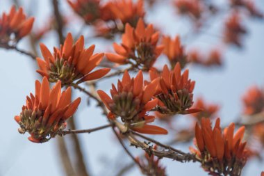 Erythrina Bölgesi, Corky Mercan Ağacı Batı Ghat 'larının yaprak döken kısımlarında yetişen orta büyüklükte bir yaprak döken ağaç.. 