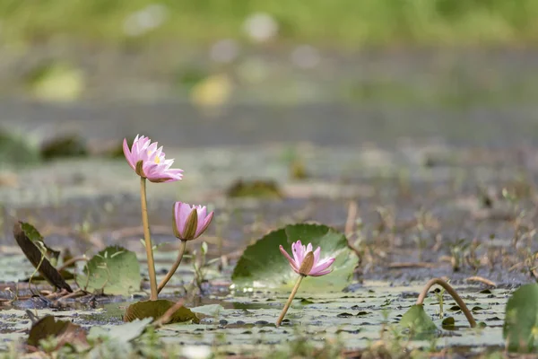 Beautiful lotus flower in pond,The symbol of the India in odisha.