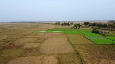Salapari, Odisha, Hindistan 'daki yeşil pirinç tarlalarının hava manzarası.
