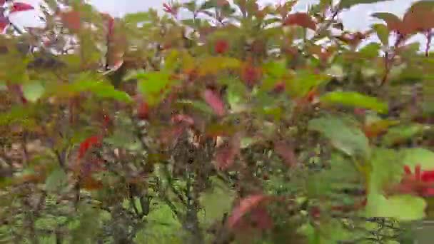 오디샤 2022년 오디샤 코나크에서 13세기 사원에 세워진 유명한 코나크 사원을 — 비디오