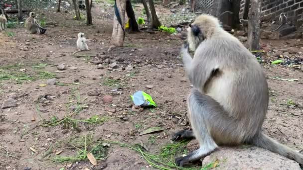 Mono Come Plátano Ciudad Odisha India Langures Grises Los Primates — Vídeos de Stock