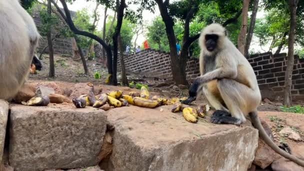 원숭이는 인도의 오디샤 도시에서 바나나를 먹는다 랑구르 영장류는 사람들 사이의 — 비디오