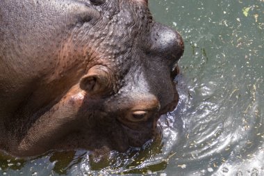 Yeşil göl suyunda su aygırı ağzı açık. Su aygırı hayvanat bahçesinde yemek bekliyor. Specie Hippopotamus amfibik familyası Hippopotamdae. Doğadaki hayvanlar su ortamını kapatır..