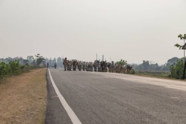 Puruliya, Batı Bengal, Hindistan 8 Nisan 2022. Çoban eve kahverengi inek sürüsü götürüyor. İnekler Hint köyünde arabaların arasında yol boyunca yürüyorlar..