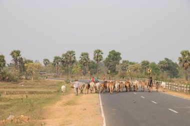 Puruliya, Batı Bengal, Hindistan 8 Nisan 2022. Çoban eve kahverengi inek sürüsü götürüyor. İnekler Hint köyünde arabaların arasında yol boyunca yürüyorlar..