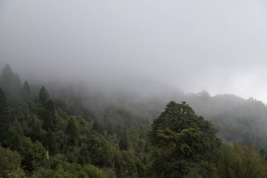 Himalaya dağlarının görkemli manzarası, Senchal ormanlarının yoğun yeşil ormanlarıyla çevrili. Darjeeling 'de Batı Bengal' in en yüksek zirvesi..