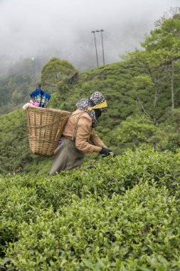 Darjeeling, Batı Bengal, Hindistan, 20 Nisan 2022 Margaret 's Güvertesi Goodricke Çay demliğinin 2100 metre yüksekliğinde çay yaprakları toplayan kadınlar..