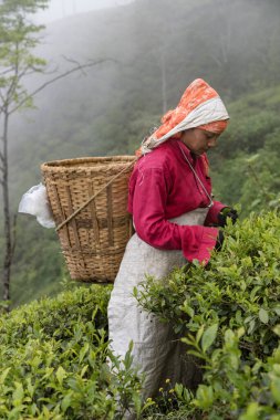 Darjeeling, Batı Bengal, Hindistan, 20 Nisan 2022 Margaret 's Güvertesi Goodricke Çay demliğinin 2100 metre yüksekliğinde çay yaprakları toplayan kadınlar..