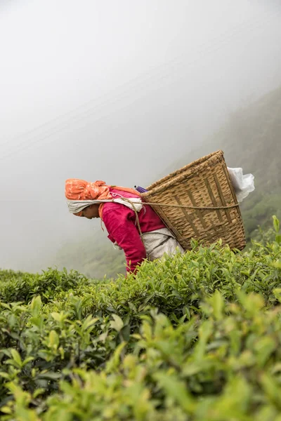 Darjeeling, Batı Bengal, Hindistan, 20 Nisan 2022 Margaret 's Güvertesi Goodricke Çay demliğinin 2100 metre yüksekliğinde çay yaprakları toplayan kadınlar..