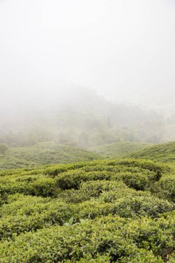 Darjeeling çay bahçeleri, dünyanın en pahalı çay üreticisi. Darjeeling, Hindistan 'daki en iyi çay tarlası manzarası..