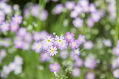 Primula mistassinica, 