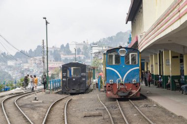 Primula mistassinica, 