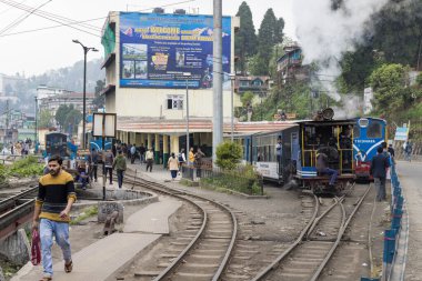 Primula mistassinica, 