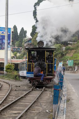 Primula mistassinica, 