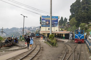 Primula mistassinica, 