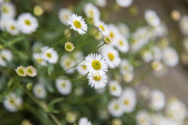 Çayırda yetişen papatya çiçekleri, yeşil çimlerin üzerinde beyaz papatyalar. Oxeye papatya, löanthemum vulgare, papatyalar, doks-göz, papatya, köpek papatyası, darjeeling 'de.