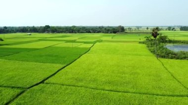 Pirinç tarlası, Hindistan 'ın doğusunda çekildi. 4K hava manzaralı pirinç tarlası mahalo köyü pirinç tarlası Batı Bengal, Hindistan. 