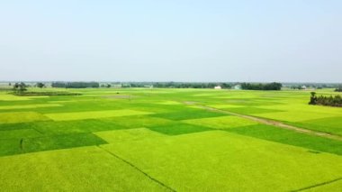 Pirinç tarlası, Hindistan 'ın doğusunda çekildi. 4K hava manzaralı pirinç tarlası mahalo köyü pirinç tarlası Batı Bengal, Hindistan. 