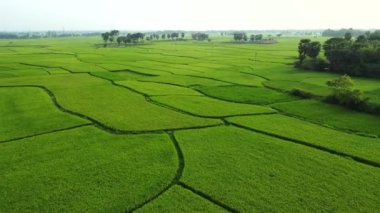 Pirinç tarlası, Hindistan 'ın doğusunda çekildi. 4K hava manzaralı pirinç tarlası mahalo köyü pirinç tarlası Batı Bengal, Hindistan. 