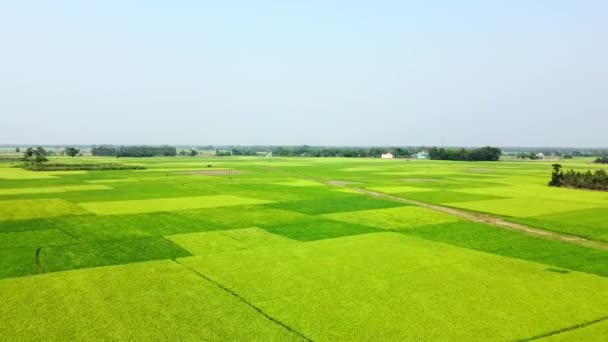 インド東部のライスフィールド空中撮影 インド西部のマハロ村田の田んぼの風景 — ストック動画