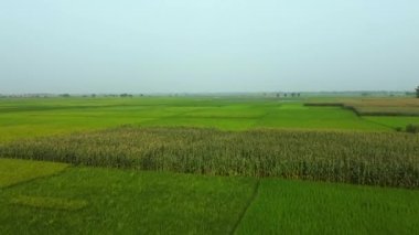 İnci darı tarlaları güzel manzaralı Hindistan 'daki tarlalar. Batı Bengal, Hindistan 'daki tarım arazilerinin insansız hava aracı görüntüleri..
