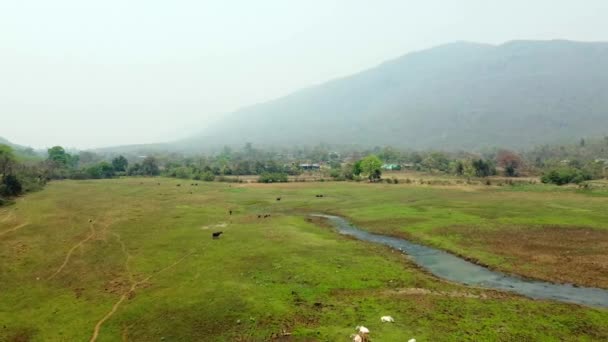 草の上に放牧する牛や牛 西ヴェンガルの美しい景色の広いフィールドの眺め インドの農地の航空無人機ショット — ストック動画