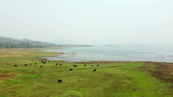 Vaches Veaux Broutant Sur Herbe Belle Vue Panoramique Sur Les — Video