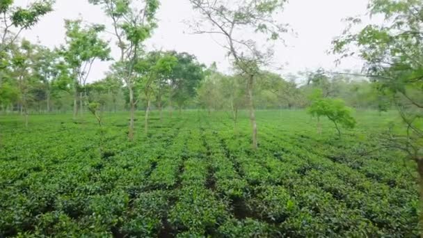 Mladý Zelený Čaj Listí Čajovém Keři Zavřít Čerstvé Čajové Lístky — Stock video