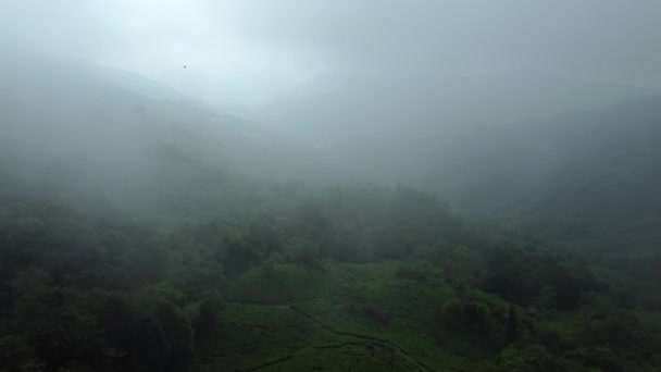インドのティーガーデンショット インドの曇った日に茶園のドローンショット 西ヴェンガル ダージリング — ストック動画