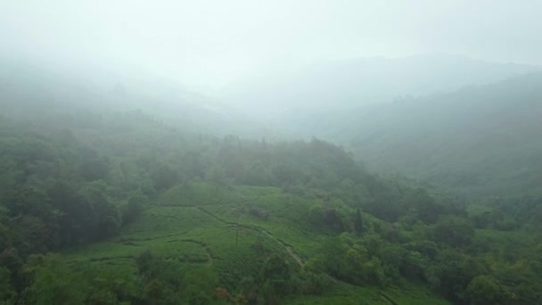 Teegarten Indien Luftaufnahme Drohnenaufnahme Des Teegartens Einem Bewölkten Tag Indien — Stockvideo