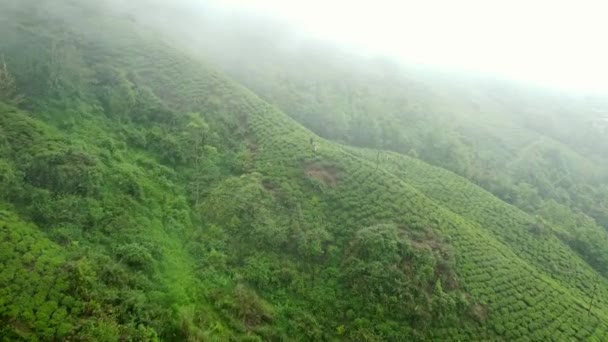 在印度的茶园空中拍摄 德里恩在多云的一天在印度的茶园拍摄 西本加尔 大吉岭 — 图库视频影像