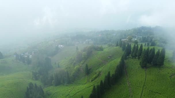 Чайний Сад Індії Повітряний Постріл Безпілотний Постріл Чайного Саду Похмурий — стокове відео