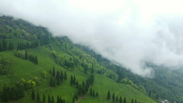 인도의 인도의 정원의 Darjeeling — 비디오