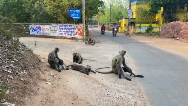 Bishnupur Bengala Ocidental Índia Abril 2022 Macaco Faces Negras Indianas — Vídeo de Stock